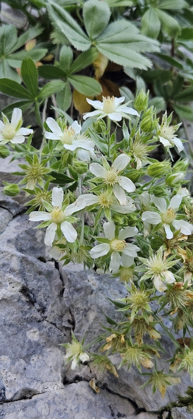 Potentilla caulescens photo 4