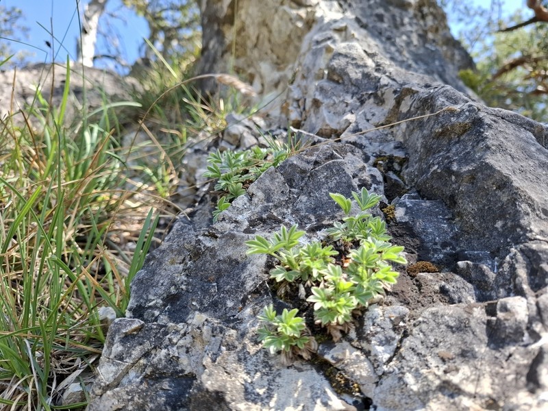 Potentilla caulescens photo 5
