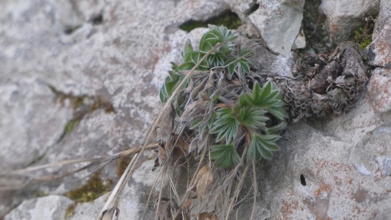 Potentilla caulescens photo 6