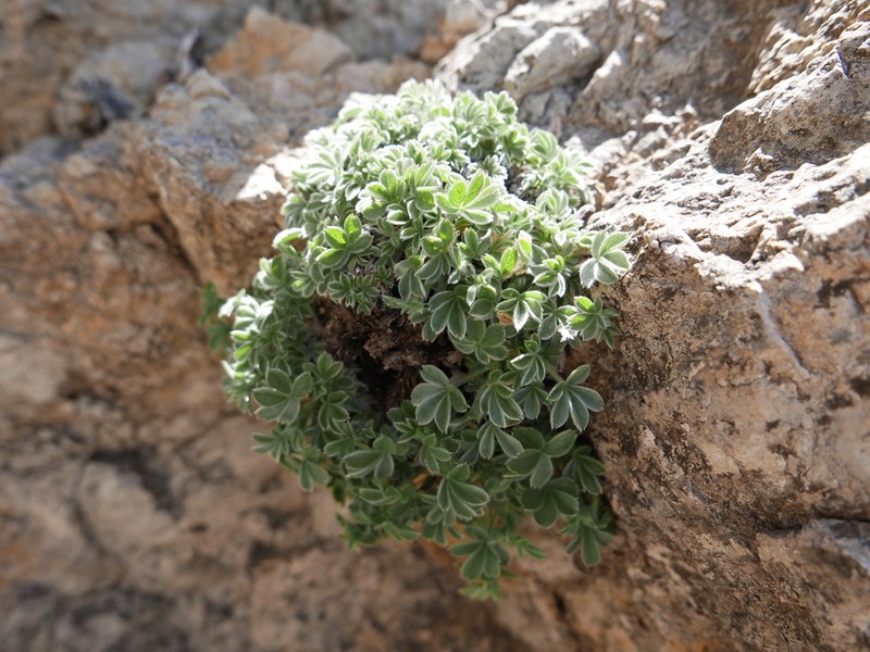 Potentilla caulescens photo 7