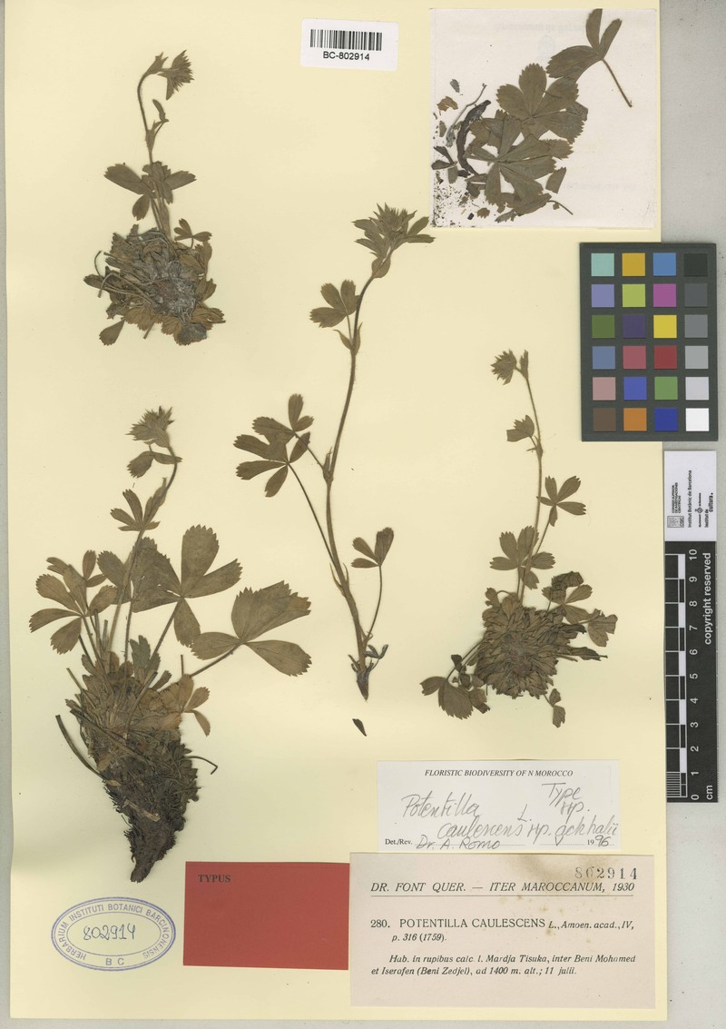 Potentilla caulescens subsp. achhalii