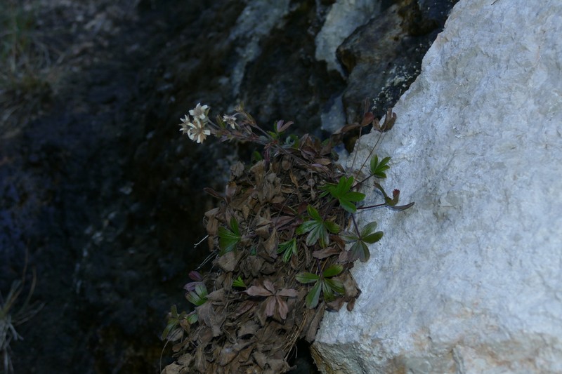 Potentilla caulescens subsp. caulescens