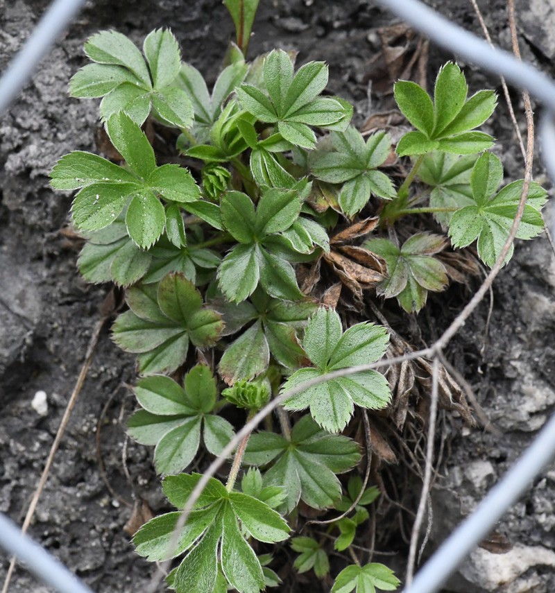 Potentilla caulescens subsp. caulescens photo 2