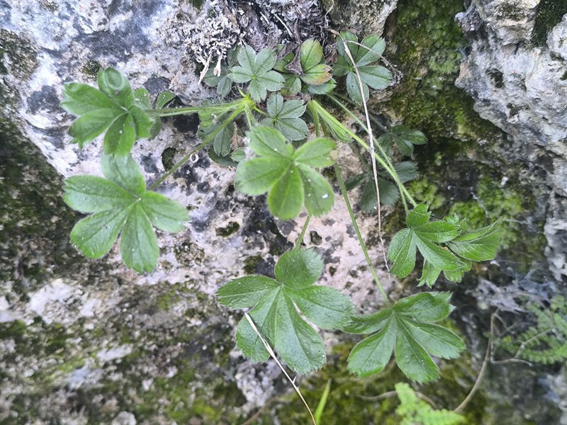 Potentilla caulescens subsp. caulescens photo 3
