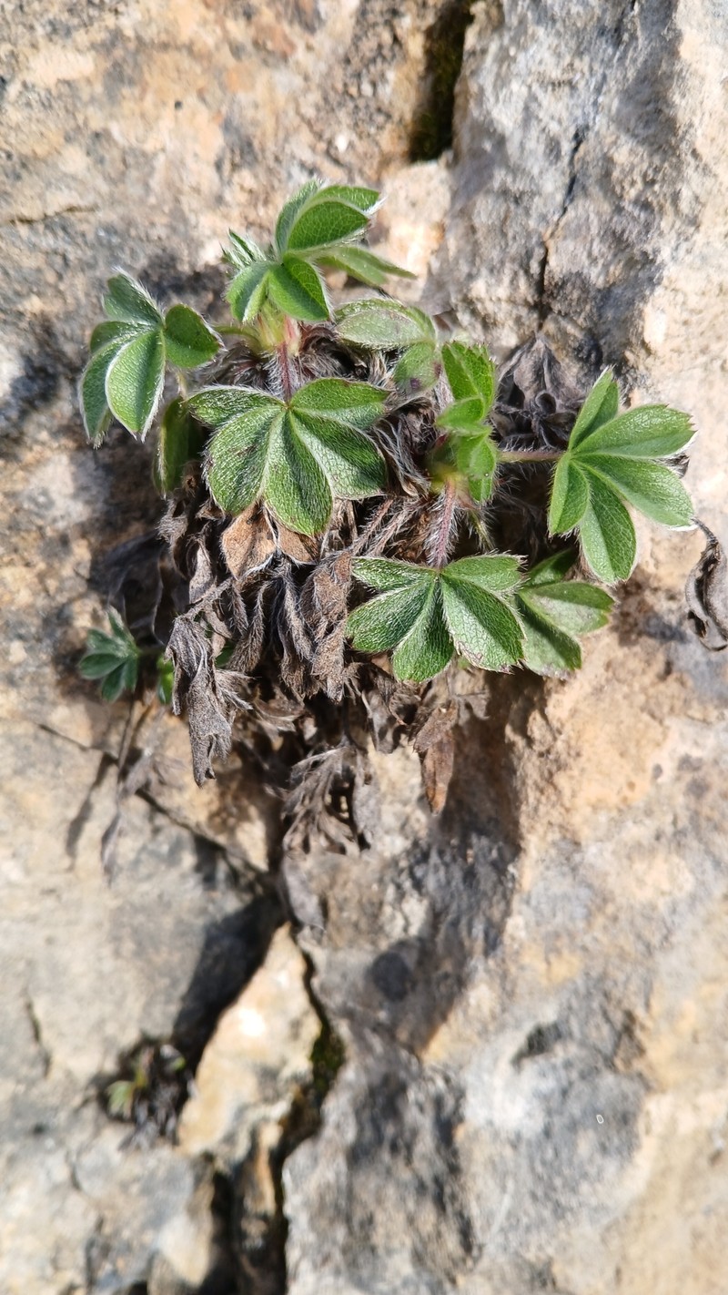 Potentilla caulescens subsp. caulescens photo 4