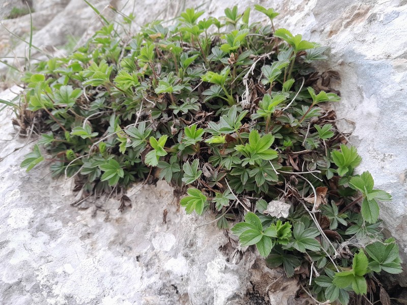 Potentilla caulescens subsp. djurjurae