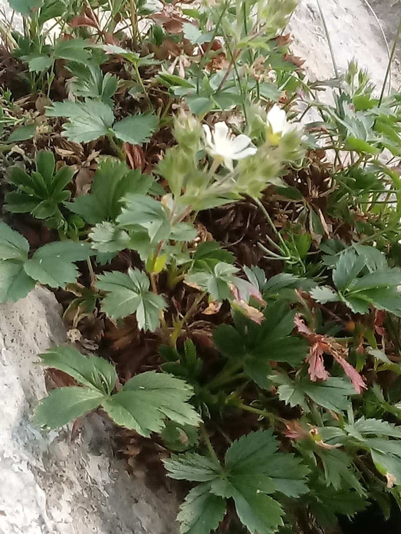 Potentilla caulescens subsp. djurjurae photo 2
