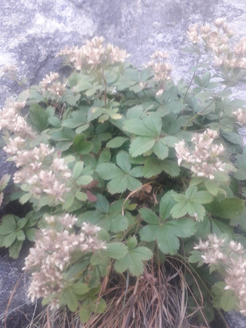 Potentilla caulescens subsp. djurjurae photo 3
