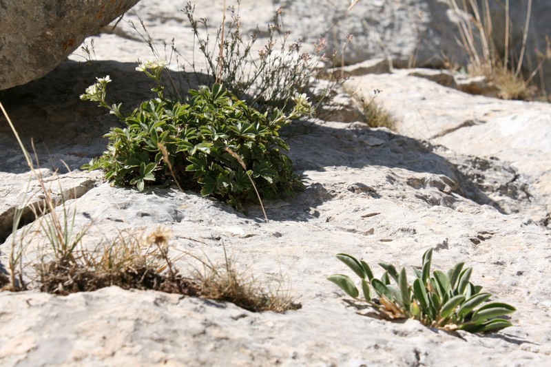 Potentilla caulescens subsp. djurjurae photo 4