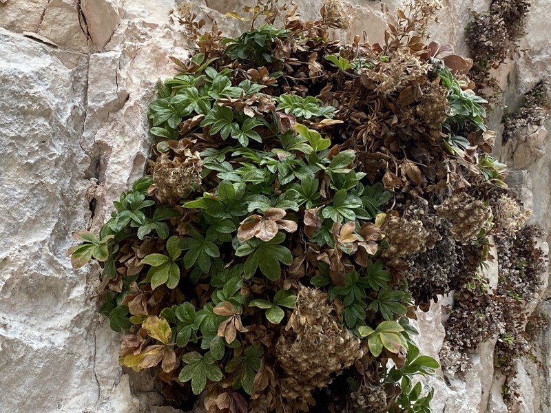 Potentilla caulescens subsp. nebrodensis