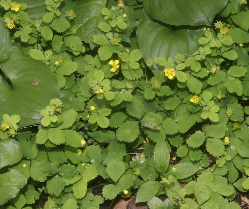 Potentilla centigrana