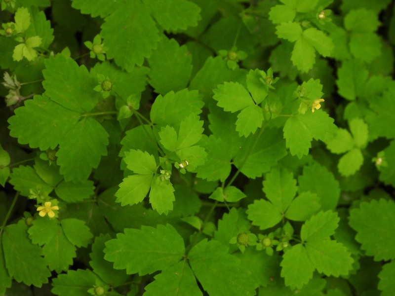 Potentilla centigrana photo 2