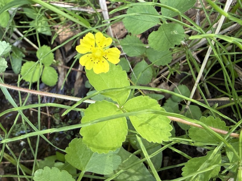 Potentilla centigrana photo 3