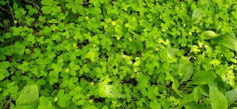 Potentilla centigrana photo 4