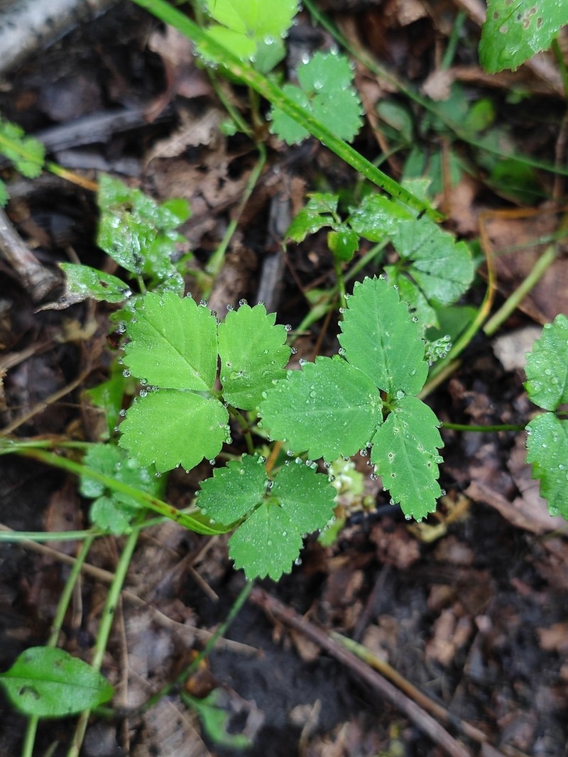 Potentilla centigrana photo 5