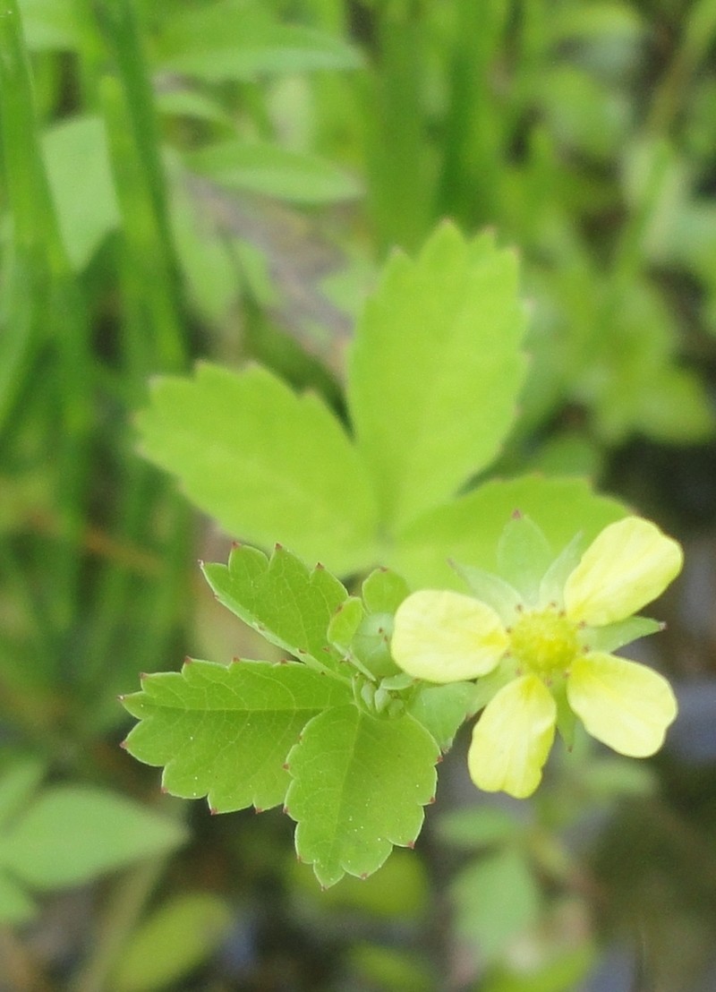 Potentilla centigrana photo 6