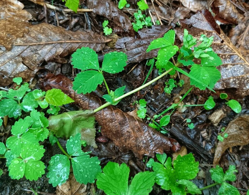 Potentilla centigrana photo 7