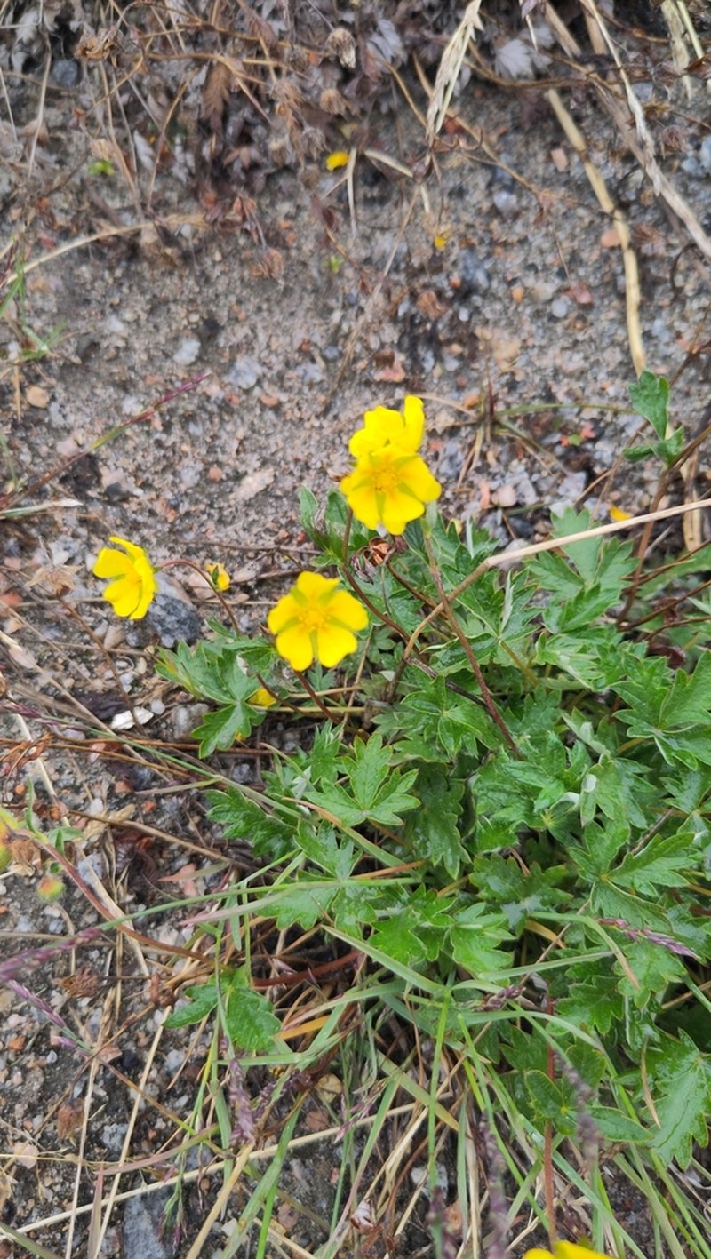Potentilla chamissonis