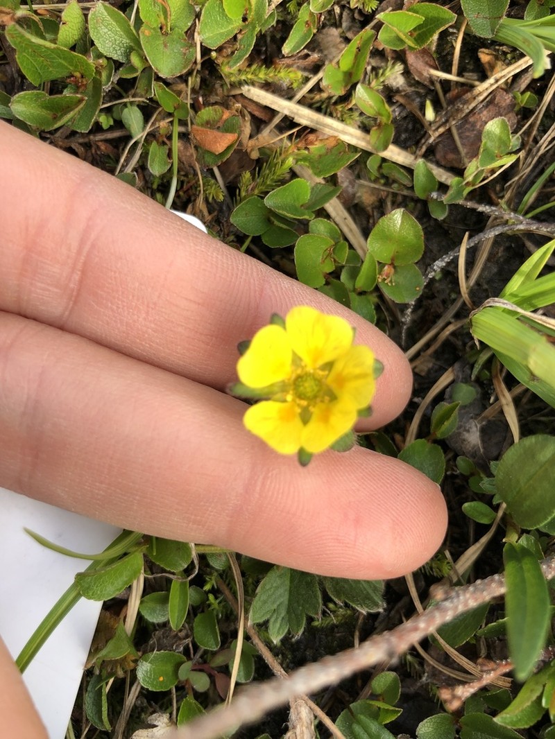 Potentilla chamissonis photo 2