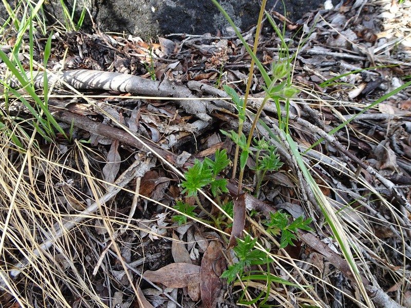 Potentilla chamissonis photo 3