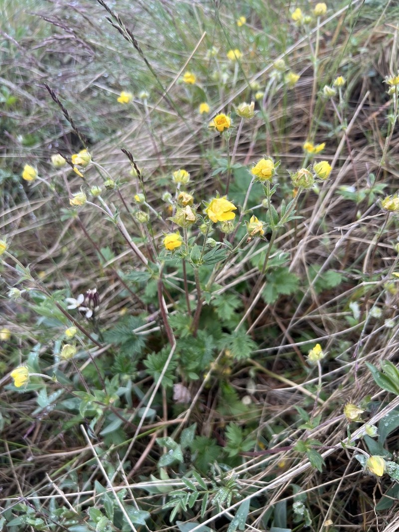 Potentilla chamissonis photo 4