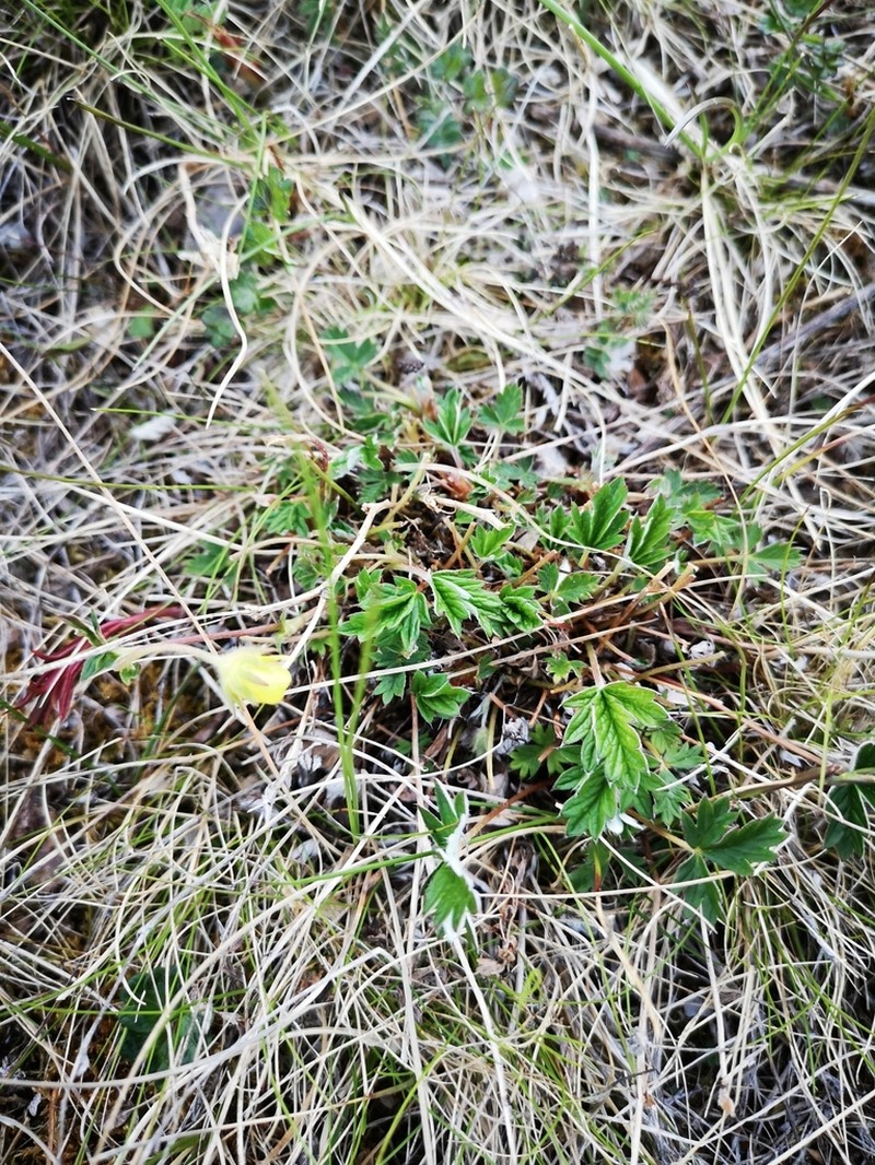 Potentilla chamissonis photo 5