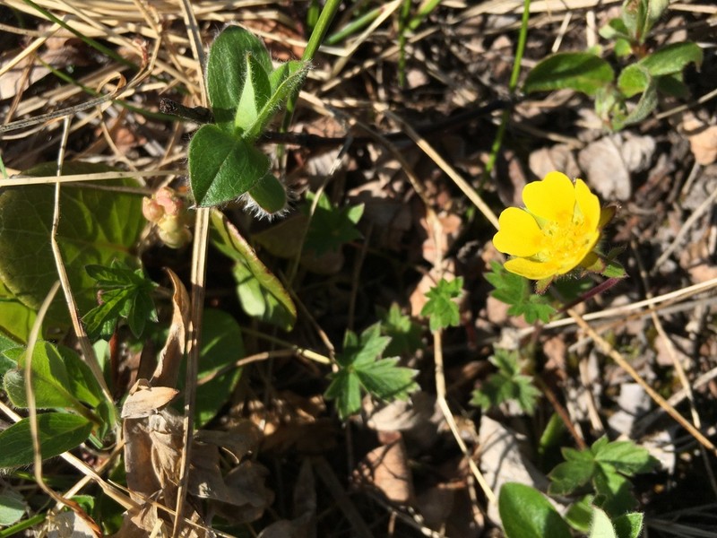 Potentilla chamissonis photo 6