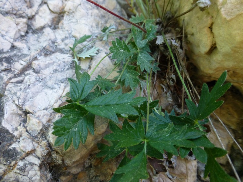 Potentilla chamissonis photo 7