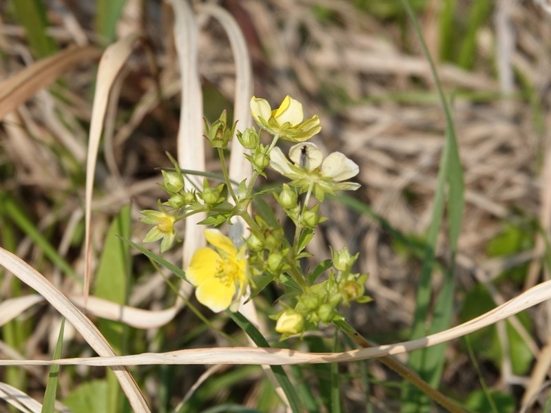 Potentilla chinensis