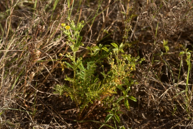 Potentilla chinensis photo 2