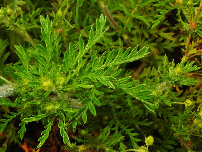 Potentilla chinensis photo 3