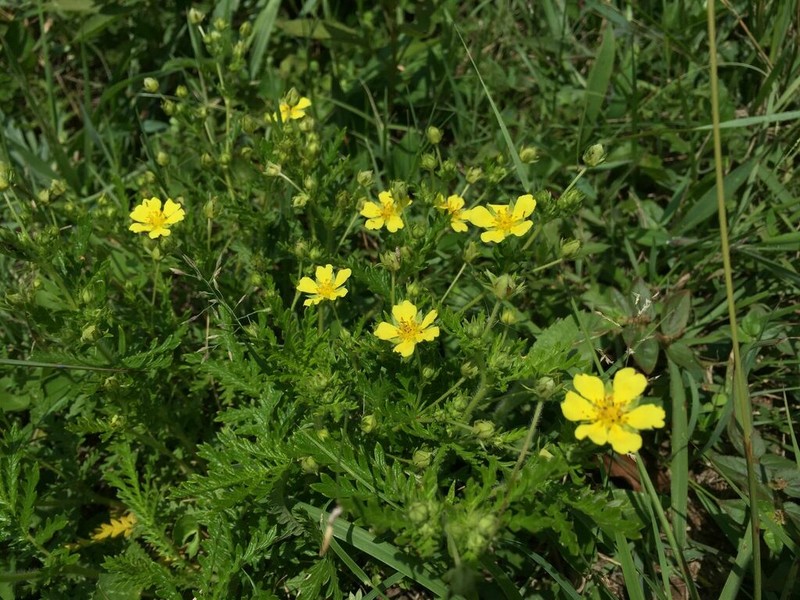 Potentilla chinensis photo 4