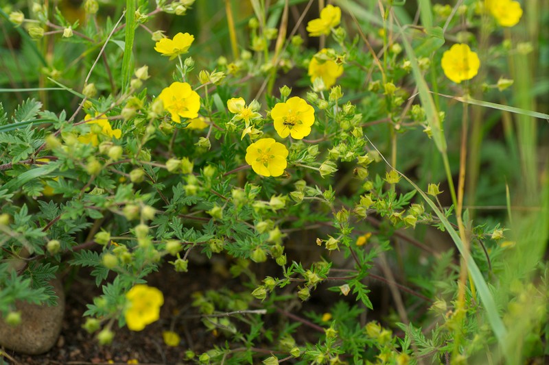 Potentilla chinensis photo 5