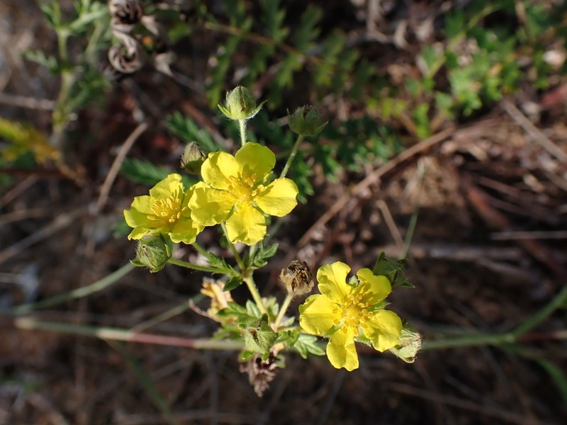 Potentilla chinensis photo 6