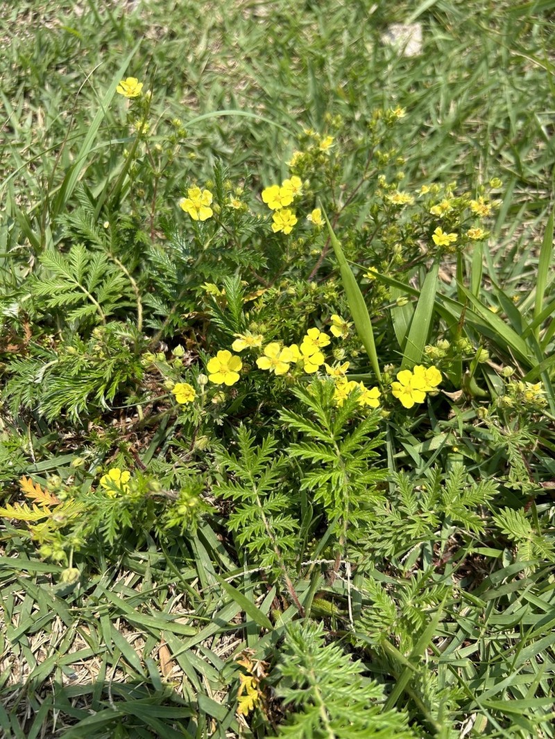 Potentilla chinensis photo 7