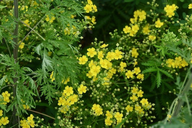 Potentilla chinensis photo 8