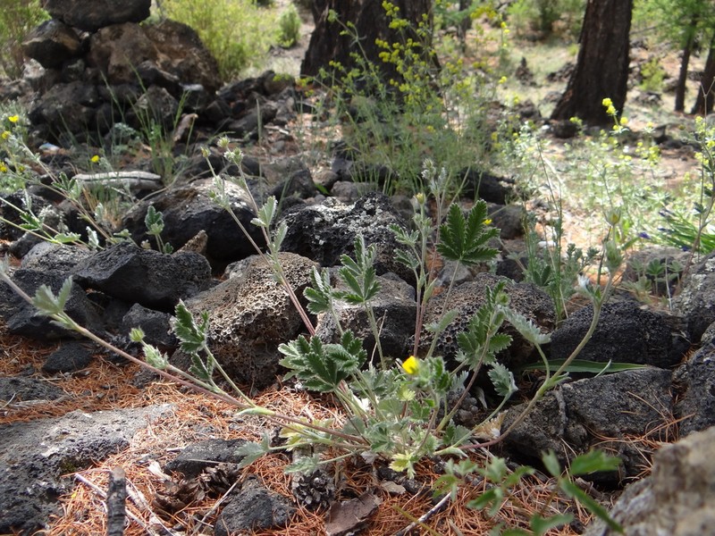 Potentilla chionea