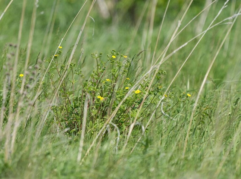 Potentilla chrysantha