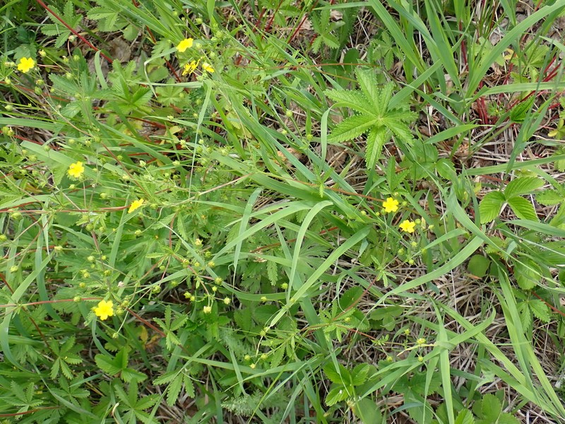 Potentilla chrysantha photo 2