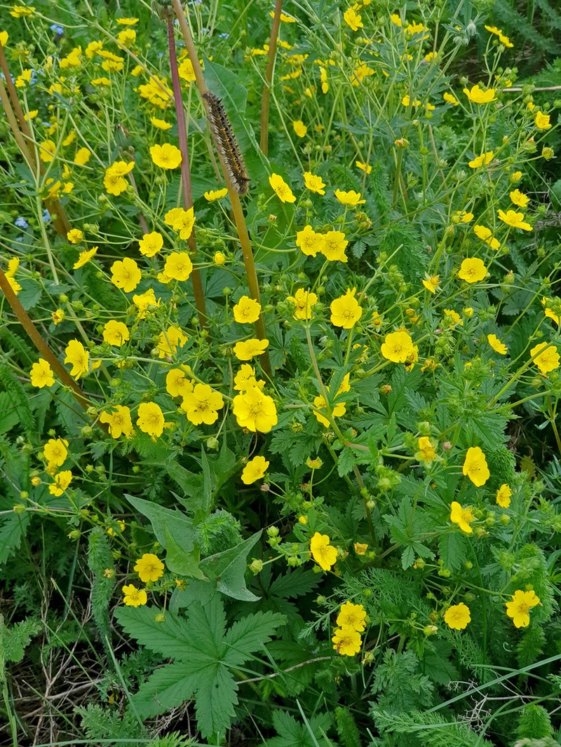Potentilla chrysantha photo 3