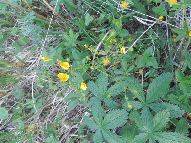 Potentilla chrysantha photo 4