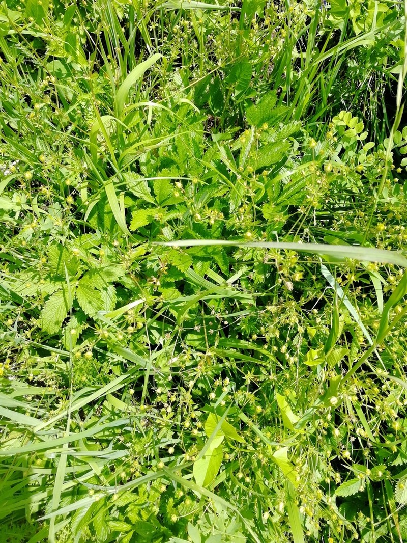 Potentilla chrysantha photo 5