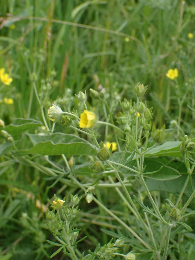 Potentilla chrysantha photo 6