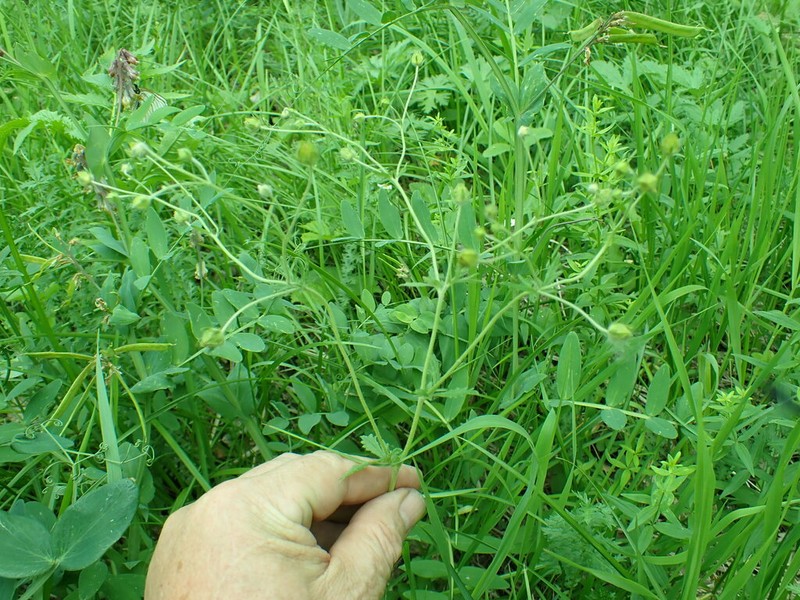Potentilla chrysantha photo 7