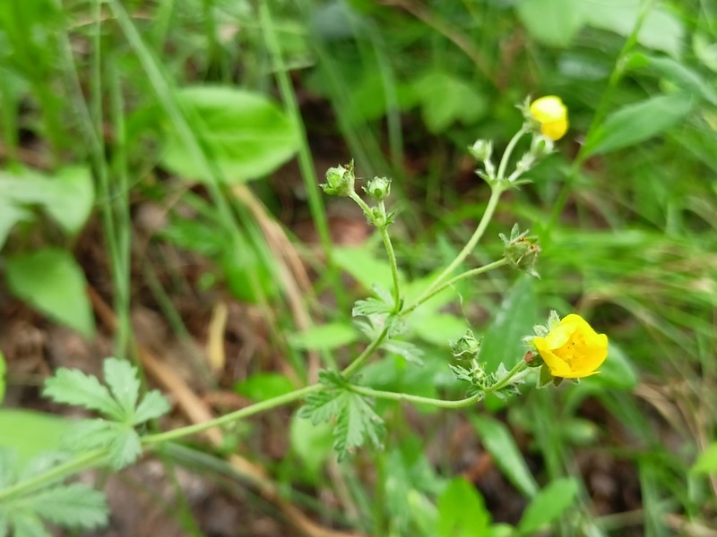 Potentilla chrysantha photo 8