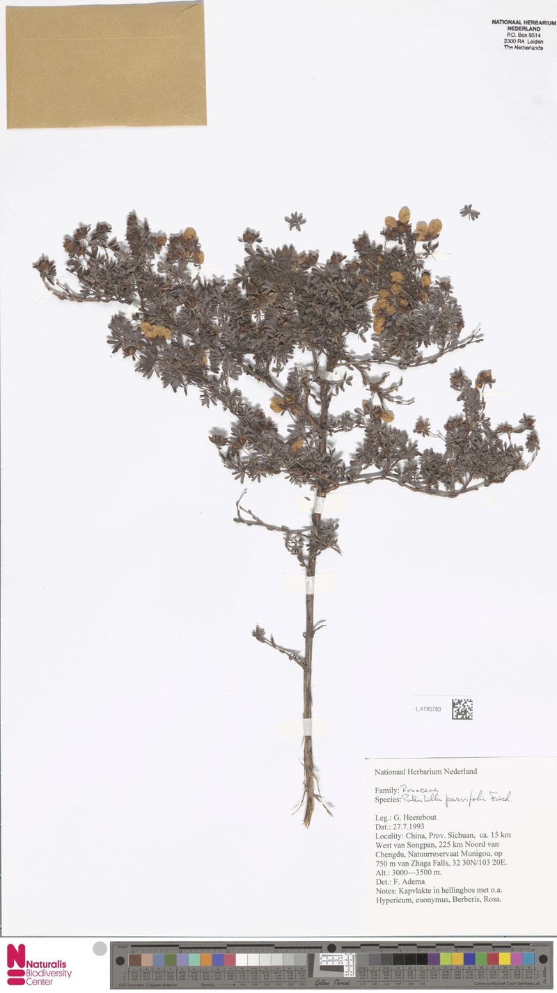 Potentilla chrysantha subsp. chrysantha