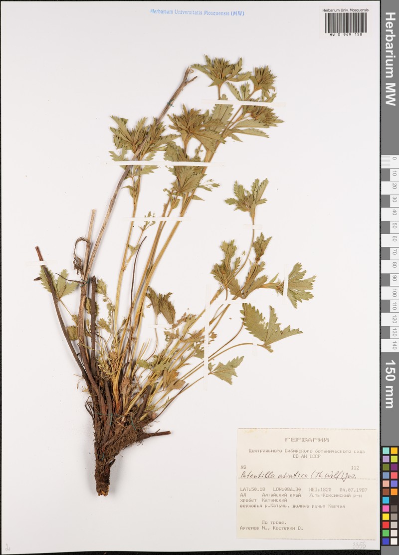Potentilla chrysantha subsp. chrysantha photo 2