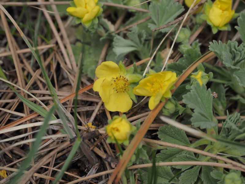 Abbotswood Potentilla