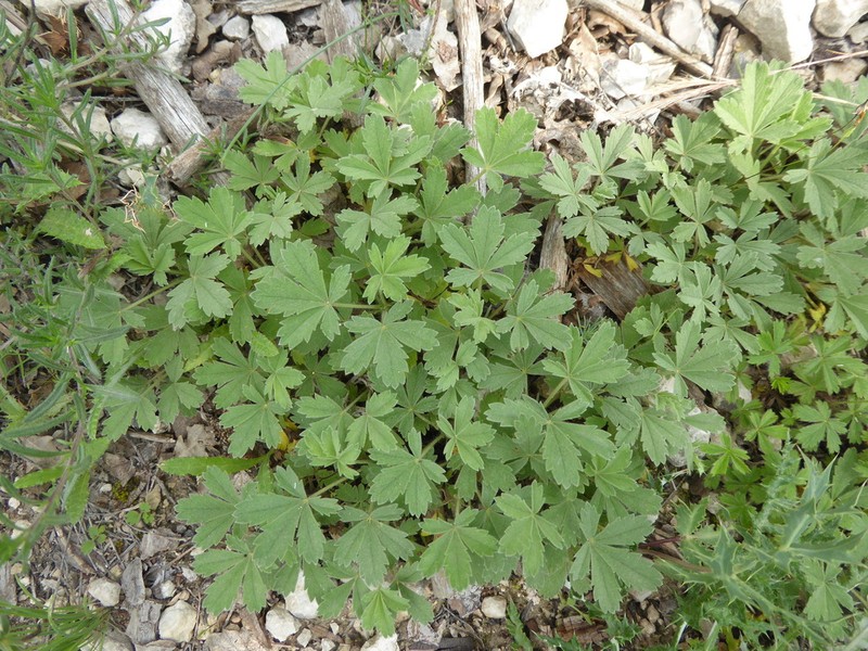 Abbotswood Potentilla photo 2