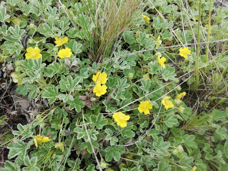 Abbotswood Potentilla photo 3